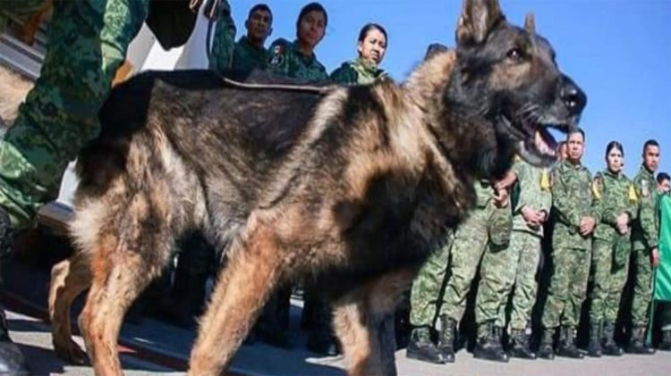 Depremzedeleri Kurtaran Proteo, Türk Oyununda Ölümsüzleştirilecek