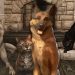 Fallout 76'ya Oyunculara Eşlik Eden Yoldaşlara Kavuşacak